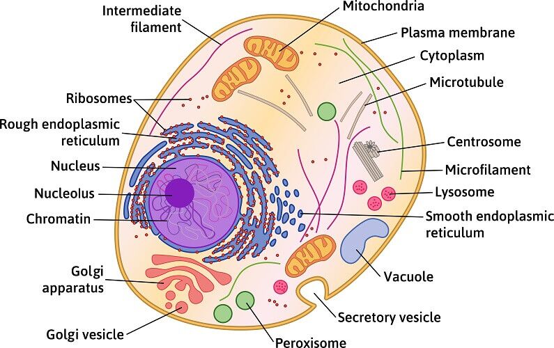 Types of Cells  Biology Dictionary