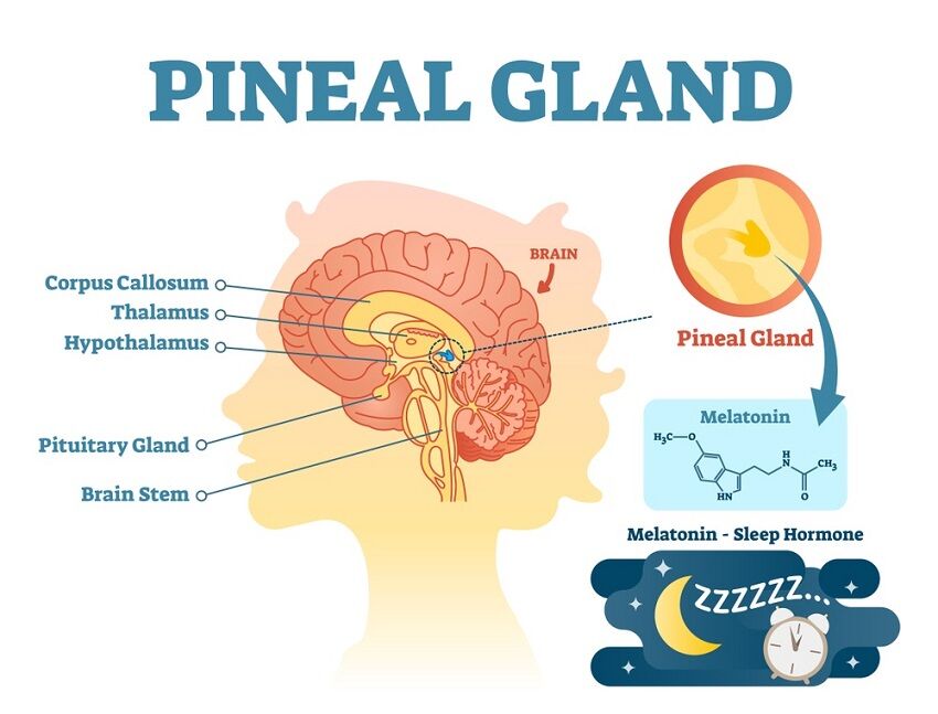 Pineal Gland Definition Function And Location Biology Dictionary 5504