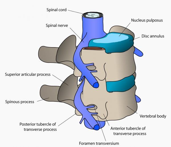 Vertebrae - Definition, Parts, Types and Function | Biology Dictionary