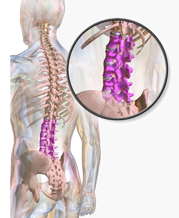 Lumbar Vertebrae - Definition, Function & Structure | Biology Dictionary