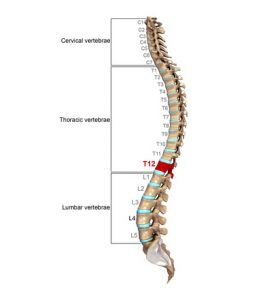 Thoracic Vertebrae - Definition, Function & Structure | Biology Dictionary