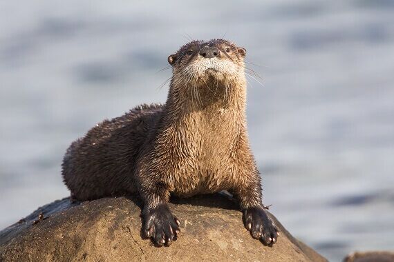 River Otter - Facts and Beyond