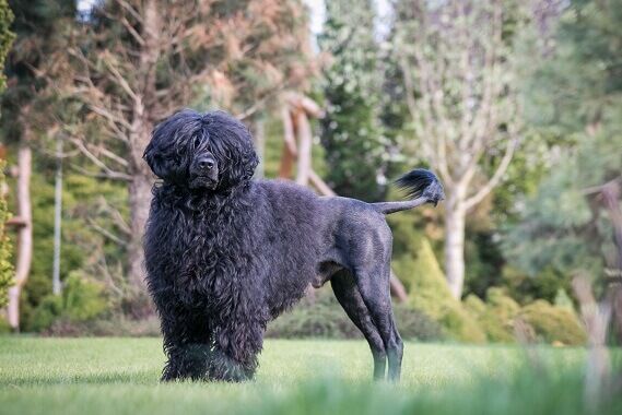 Portuguese Water Dog Facts and Beyond Biology Dictionary