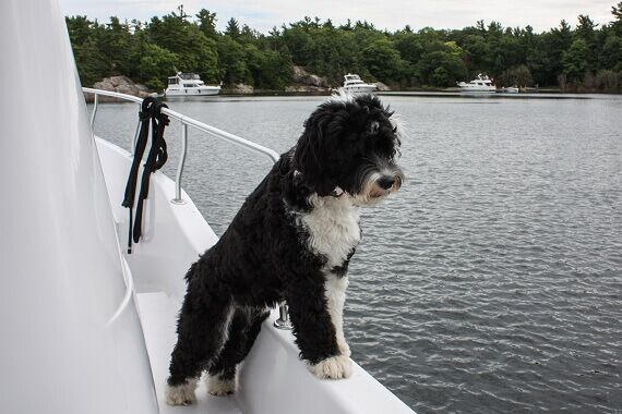 Portuguese Water Dog Facts and Beyond Biology Dictionary