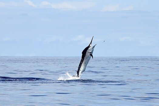Black Marlin - Facts and Beyond