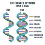 DNA vs. RNA | Biology Dictionary