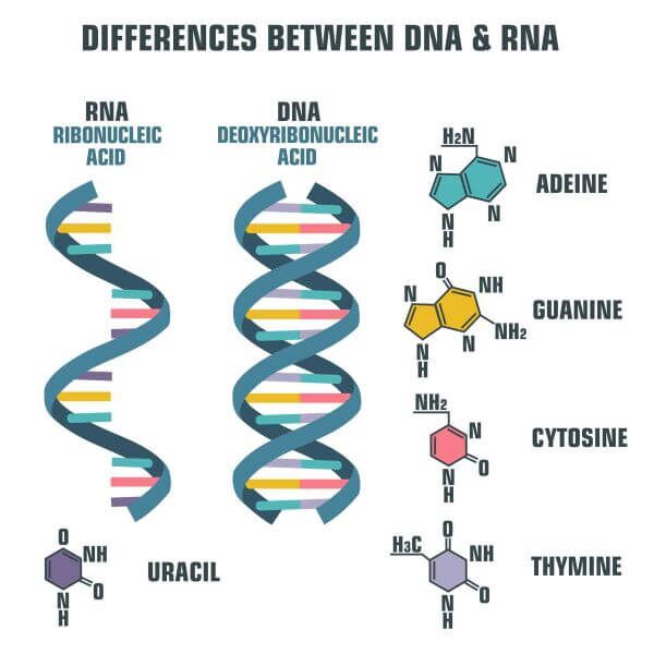 DNA vs. RNA | Biology Dictionary
