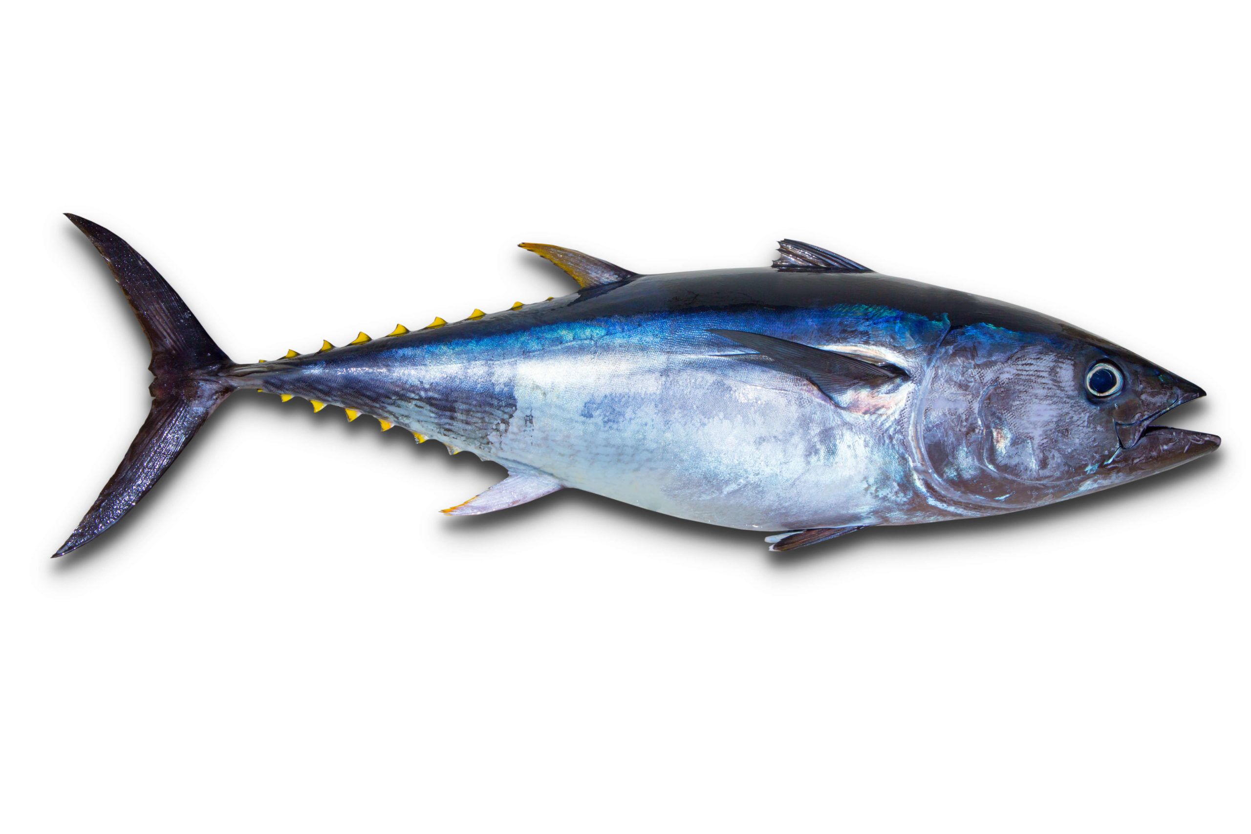 Yellowfin Tuna - Facts and Beyond