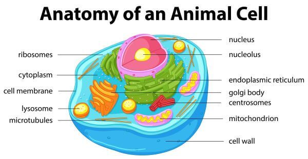 Types of Cells  Biology Dictionary